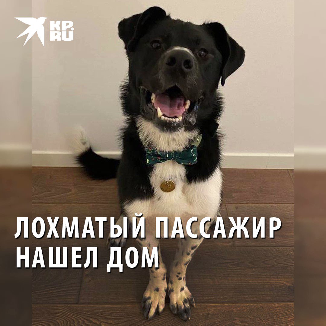 Мне подмигивать собака из проезжающего мимо трамвая. Мне подмигивать собака из проезжающего мимо трамвая