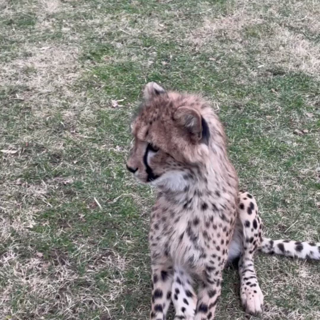 Nick Fineman On Twitter RT CincinnatiZoo Rozi The Nine month old nick-fineman-on-twitter-rt-cincinnatizoo-rozi-the-nine-month-old