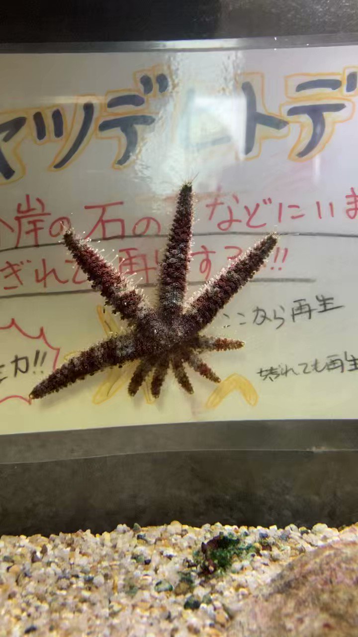 小さなヒトデ ヒトデ（ブローチ）