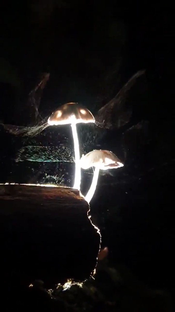Read more about the article What an incredible video that was captured of mushrooms releasing spores into th