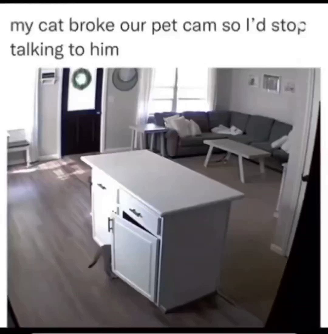 ambrose302 on Twitter "RT gattocciao I have NOT behavedNNOT one