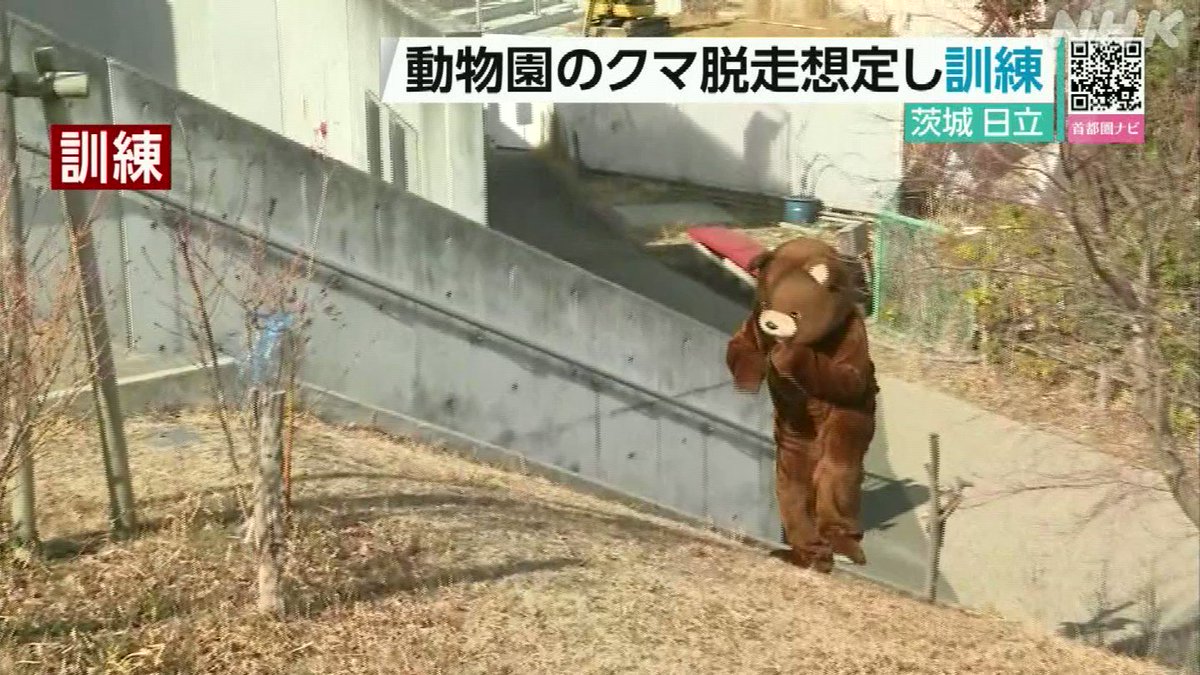 なんと微笑ましい光景。動物園のツキノワグマ脱走想定訓練が面白いｗ