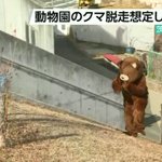 なんと微笑ましい光景。動物園のツキノワグマ脱走想定訓練が面白いｗ