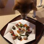 柴犬こたろう 二歳のツイート画像