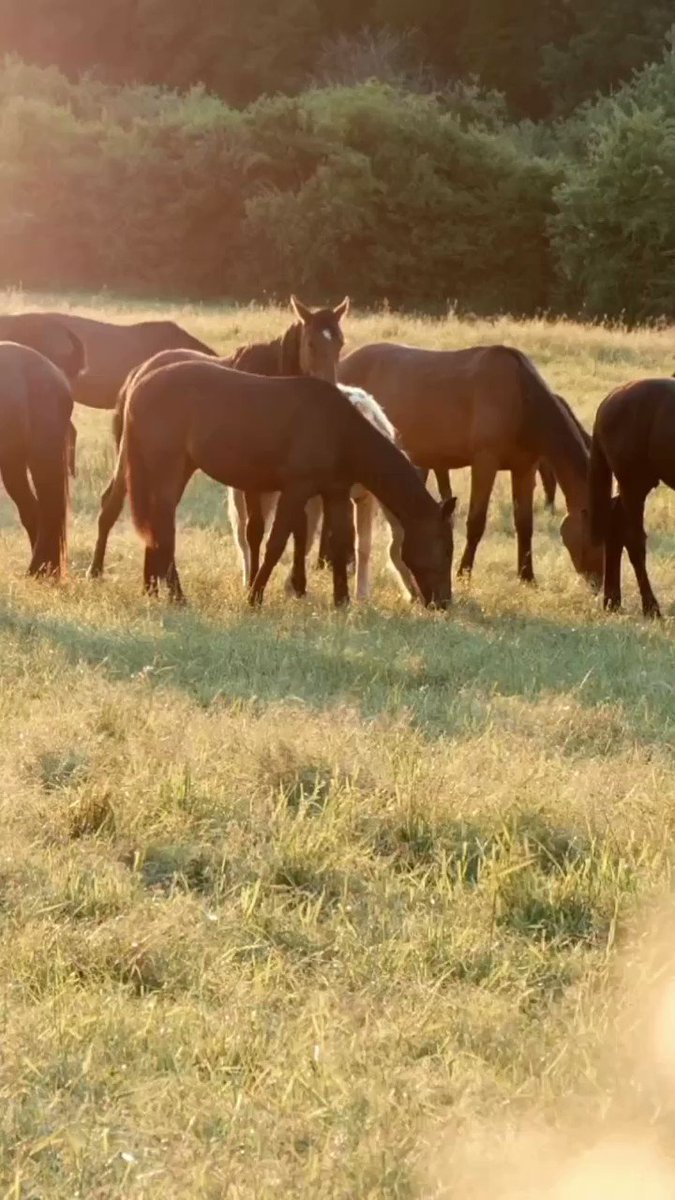 CANA Foundation on Twitter "Wild horses play a crucial role in