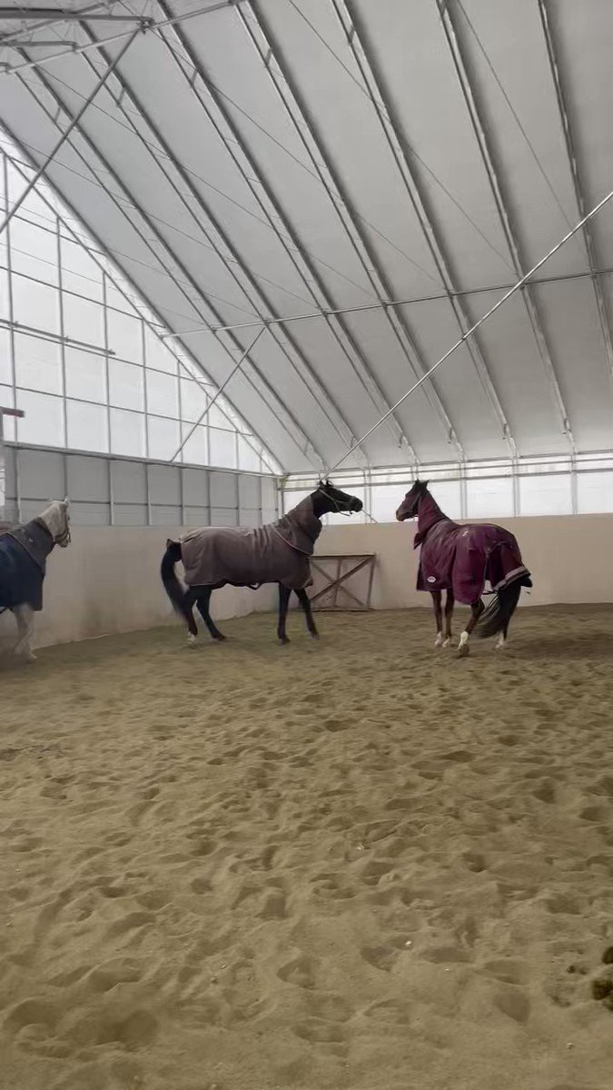 メイショウダッサイ含め数頭しかいないスズカマンボ産駒ではないですか❣️
まさか見られるなんて❣️
有難うございます🍀
この子があの他の子の無口取ってブルブルン振り回してた子( *´艸`)
次は混ぜてあげようねd(&gt;ω&lt;｡)ﾈｯ!! 