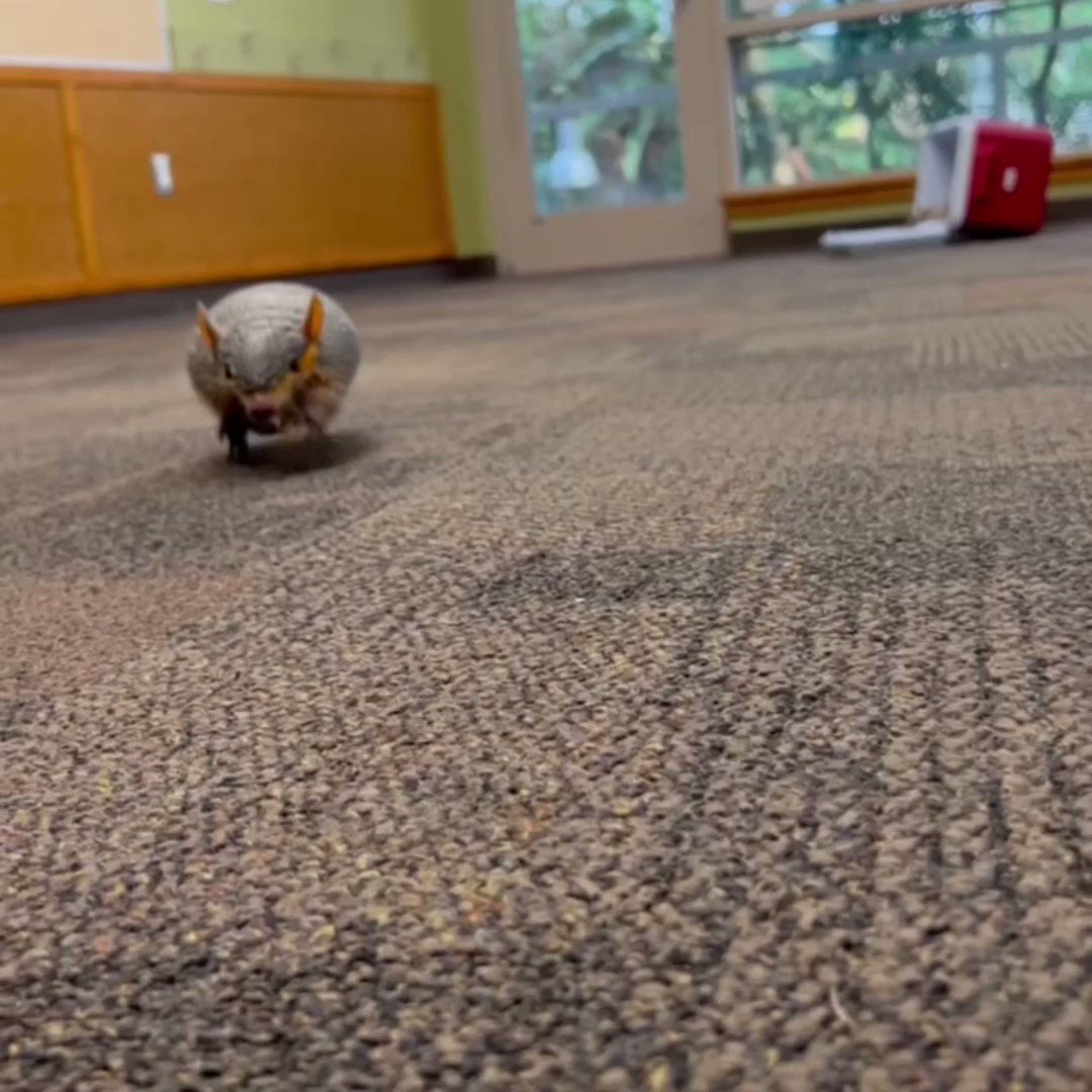 Cincinnati Zoo on Twitter "Bell, the screaming hairy armadillo, has