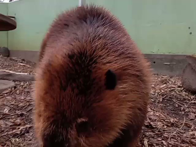 North American Porcupine Togetter north-american-porcupine-togetter
