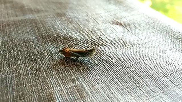 ｲﾍﾞﾙﾒｸﾁﾝ予防にも治療にも on Twitter 