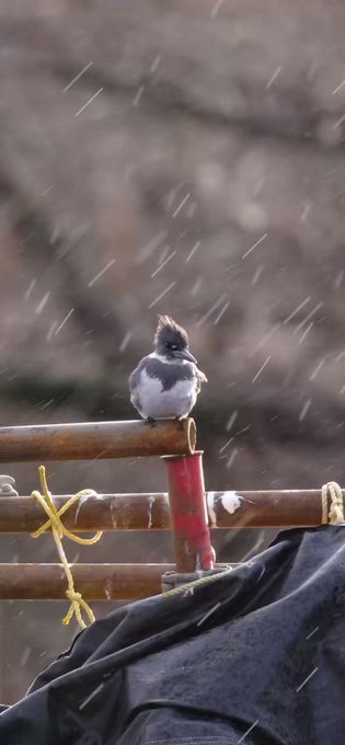 Wie beschaffen sich Vögel Nahrung bei Regen?