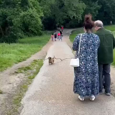 243 大きな枝を運ぶ犬