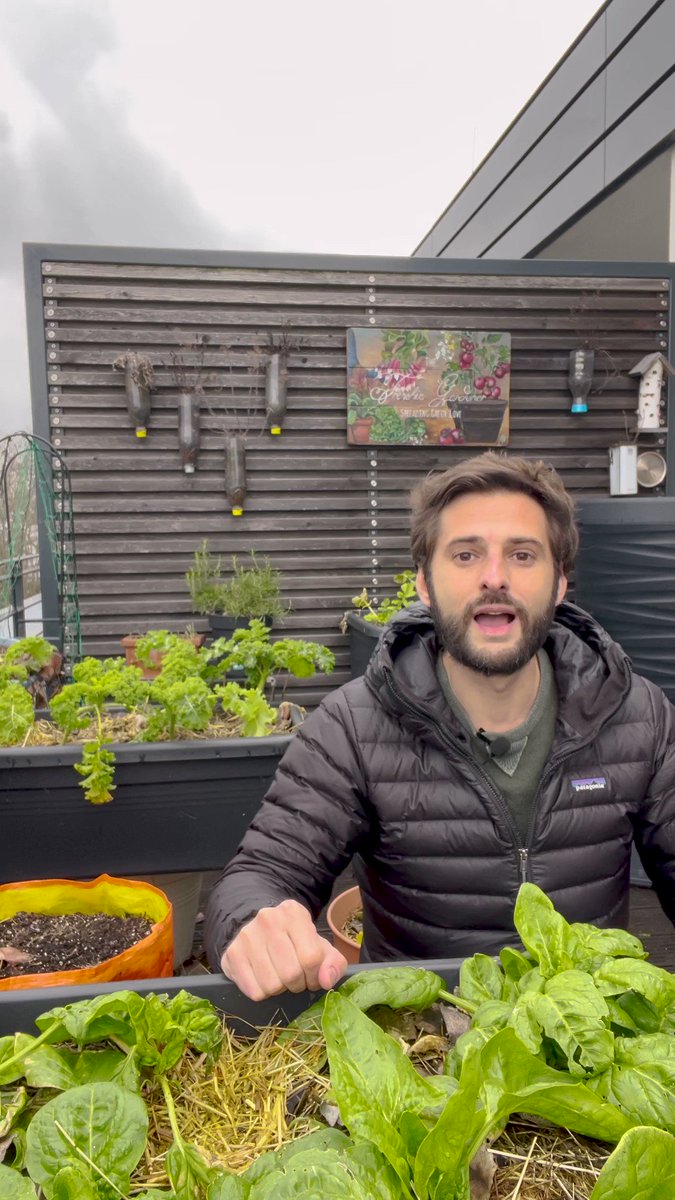 TheFrenchieGardener on Twitter "I often have the question "Should I