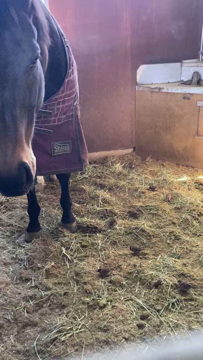 サトノティターン、滅茶苦茶なレースしてた記憶しか無いんだが……
異常に不器用だったのか、レースから引退したら一気に大人しくなったのか…… 