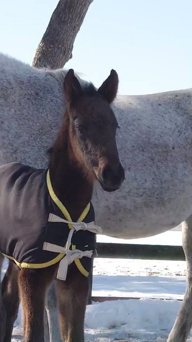 もしや、ミューチャリー君の弟(妹？)かな？
可愛い(*´ω｀*) 