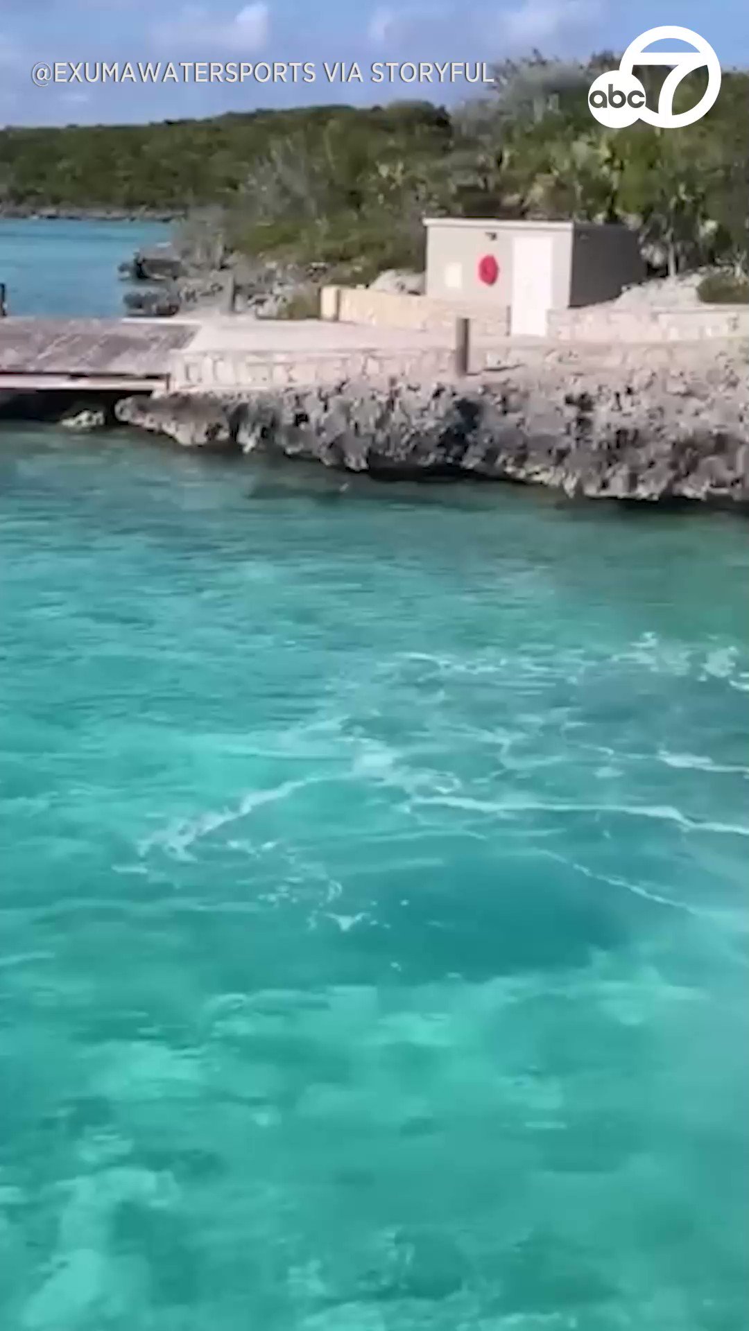 ABC7 Eyewitness News on Twitter "A brave dog was seen jumping into the