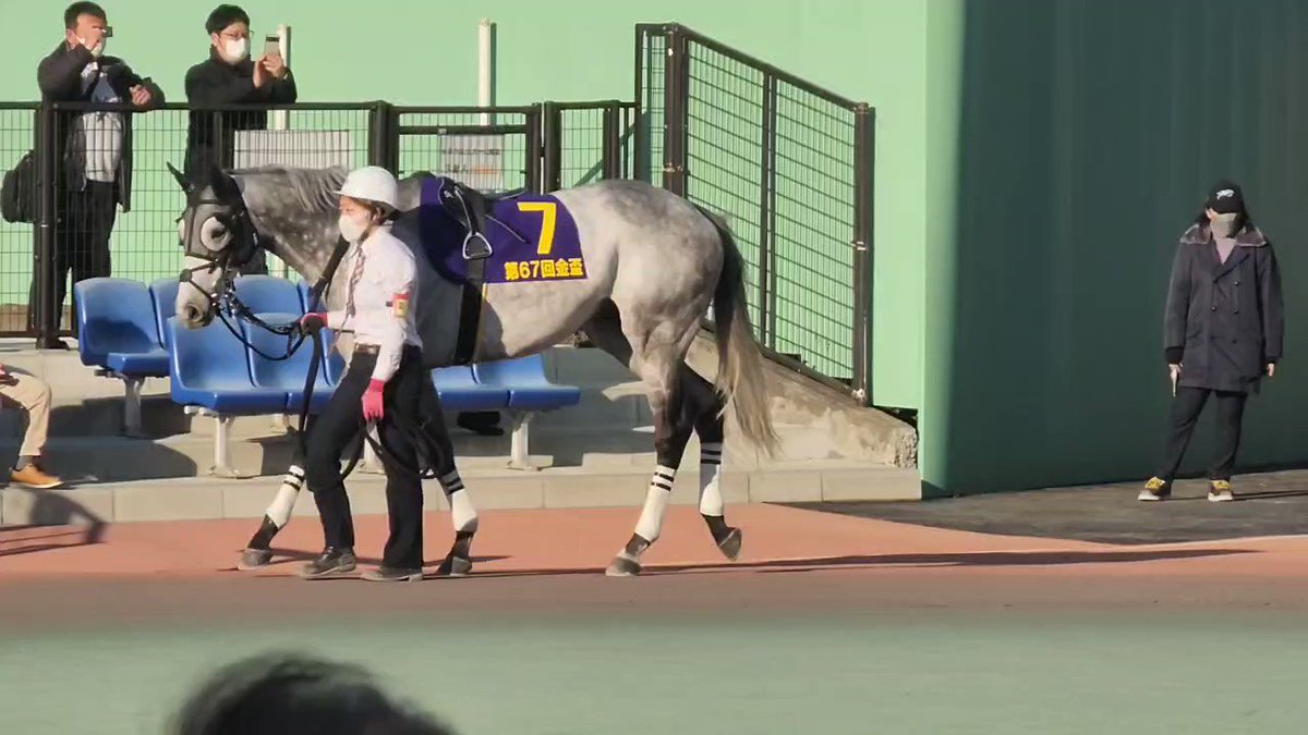 おれの最推し芦毛、コバルトウィング最高にかわいくてかっこよくて今日も頑張ったね〜〜〜！！！怪我なく走ってくれてありがとう😭😭😭 