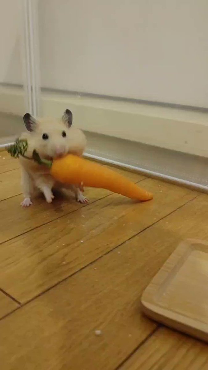 ありがとうございます！4点おまとめしました✩.*˚ 1366日目