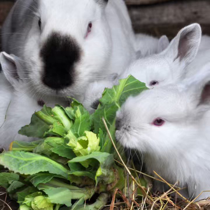 alan-mcelligott-on-twitter-rt-rabbitrwaf-did-you-know-that-rabbits