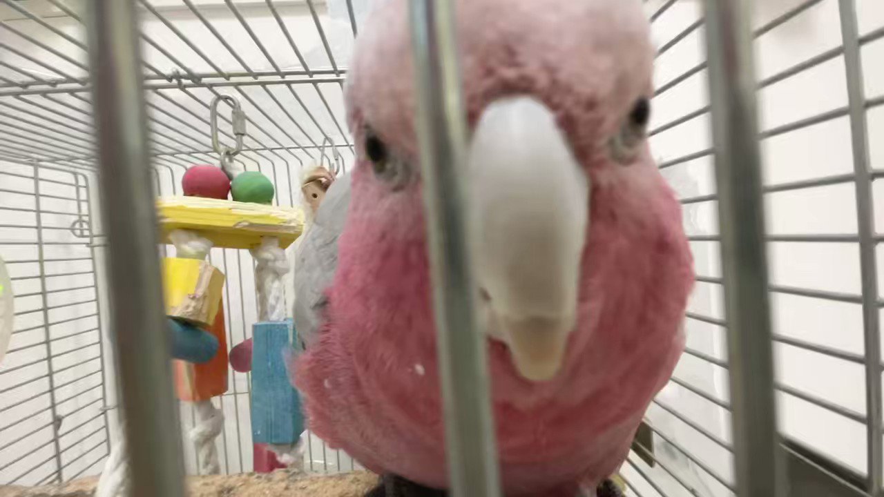 みりんちゃん - Search / X