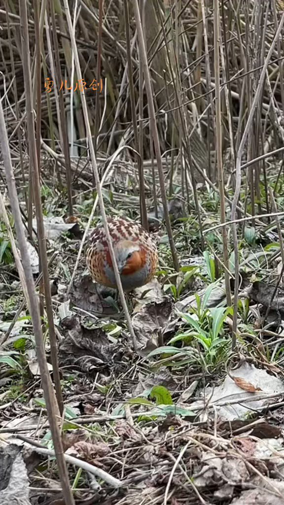 SWAROVSKI OPTIK (SwarovskiOptik) / Twitter