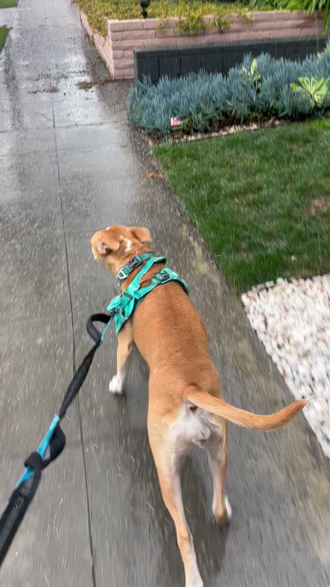 Molly JongFast on Twitter "The dogs of Los Angeles are not okay"