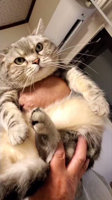 猫』の評価や評判、感想など、みんなの反応を1時間ごとにまとめて紹介 ...