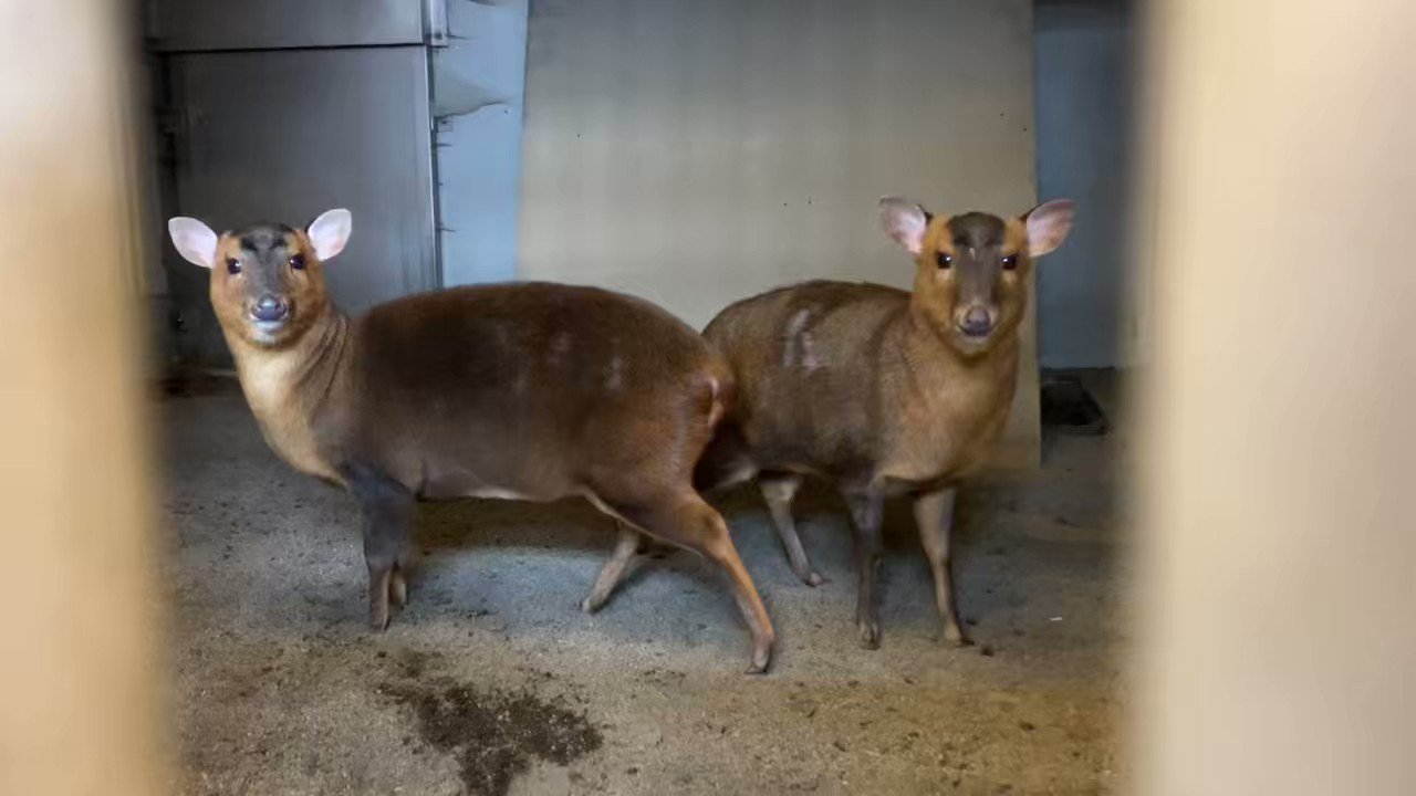 t*7様 新作　旭山動物園-寒風山展望台2種-和歌山電鉄4種コンプ＋ゴタマ記念メ t*7様 新作 旭山動物園-寒風山展望台2種-和歌山電鉄4種コンプ＋