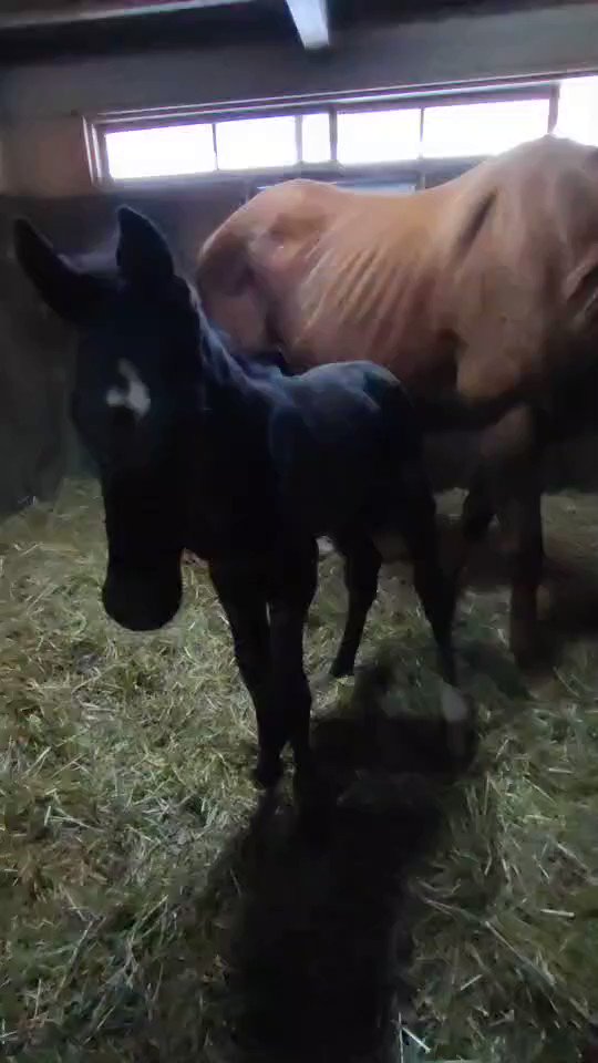 クードメイトルは4戦2勝で引退しましたが、雄大な馬体やファンディーナの半妹という血統背景から、〝未完の大器〟というイメージがあります。名繁殖牝馬Coup de Folieの4×4のクロスを持っているので、母としても相当期待できるのでは⁉️ ターファイト会員ではないけど、出資したいと思わせる馬ですね。 