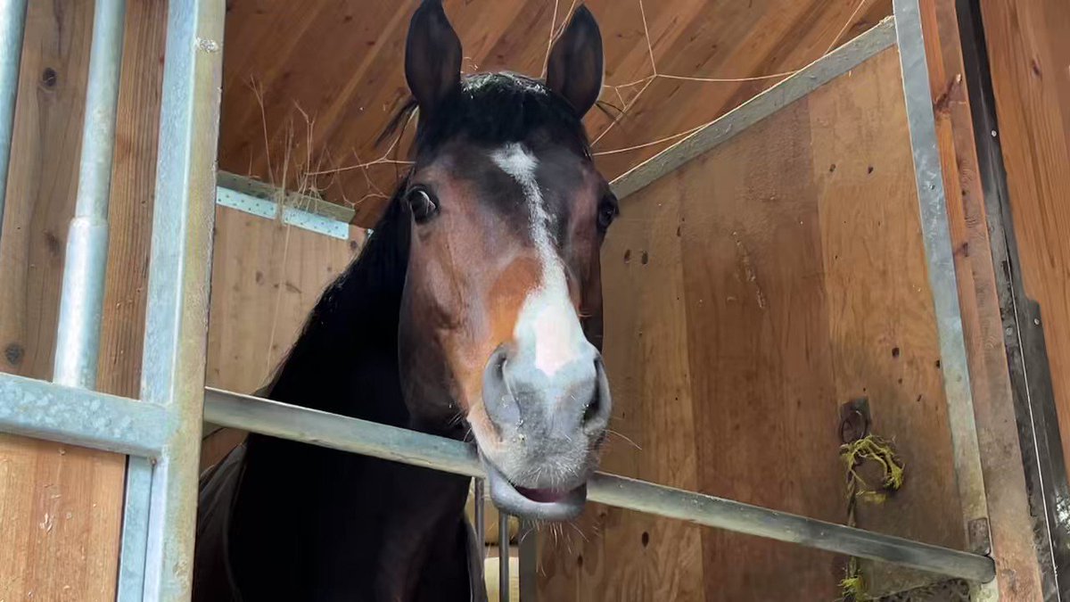 リラックスしている姿がかわいい🥹
地方競馬では大活躍、そして重度の怪我を乗り越えたナリタミニスター🐴
現役時代から応援されてた方、現役時代を知らない方もぜひ彼のオーナーになって第二の馬生を一緒に楽しみませんか？
あと16.5口でヘイハチロウファームに移動となります！

#TCC #TCCホース 