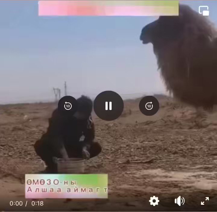 ЮҮХҮҮ on Twitter: "Тэмээ нь өвс тэжээлээ зажилж чадахгүй болсноос эзэн ...