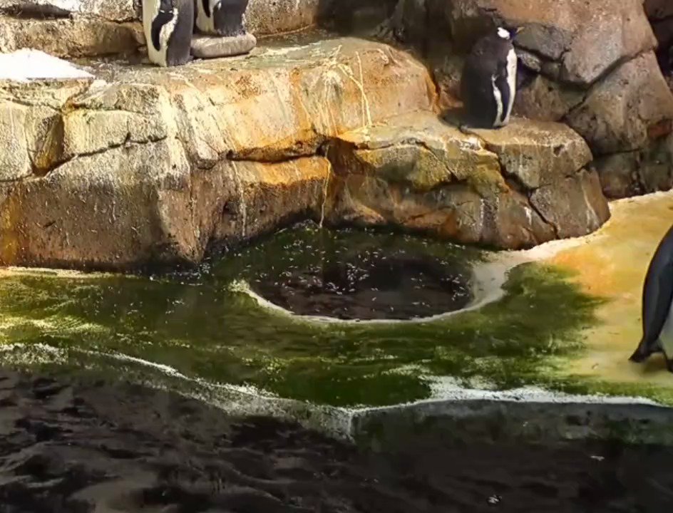 ペンギンちゃん🐧 (@ariel_digit) / X ペンギンちゃん🐧 (@ariel_digit) / X
