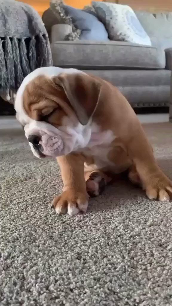 Rate this cuteness out of 100.🥰
#dog #bulldog #puppy
#doge #bulldoglover #cute https://t.co/IC8YnA2Ftq