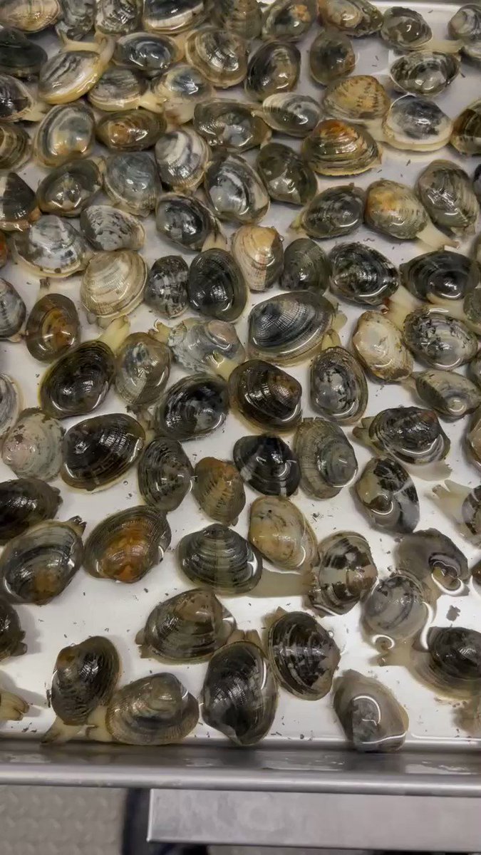 アサリならワンチャン飼えるかなぁ 