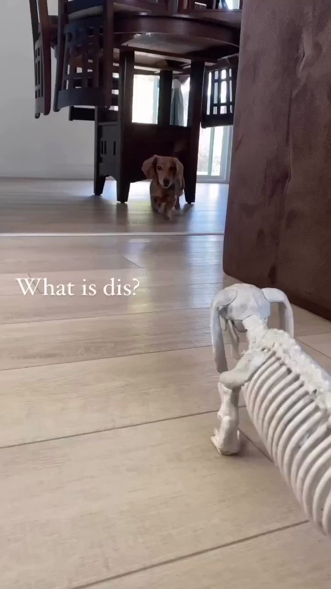 What is dis mama 🤔🤔
#dachshund #dog https://t.co/0vtuo2VuCY