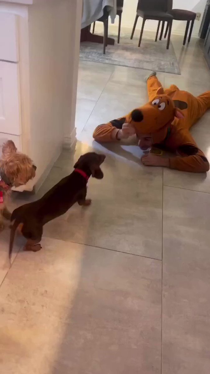 Cute 🥰🥰
#dachshund #dog https://t.co/UShkCPbnVy