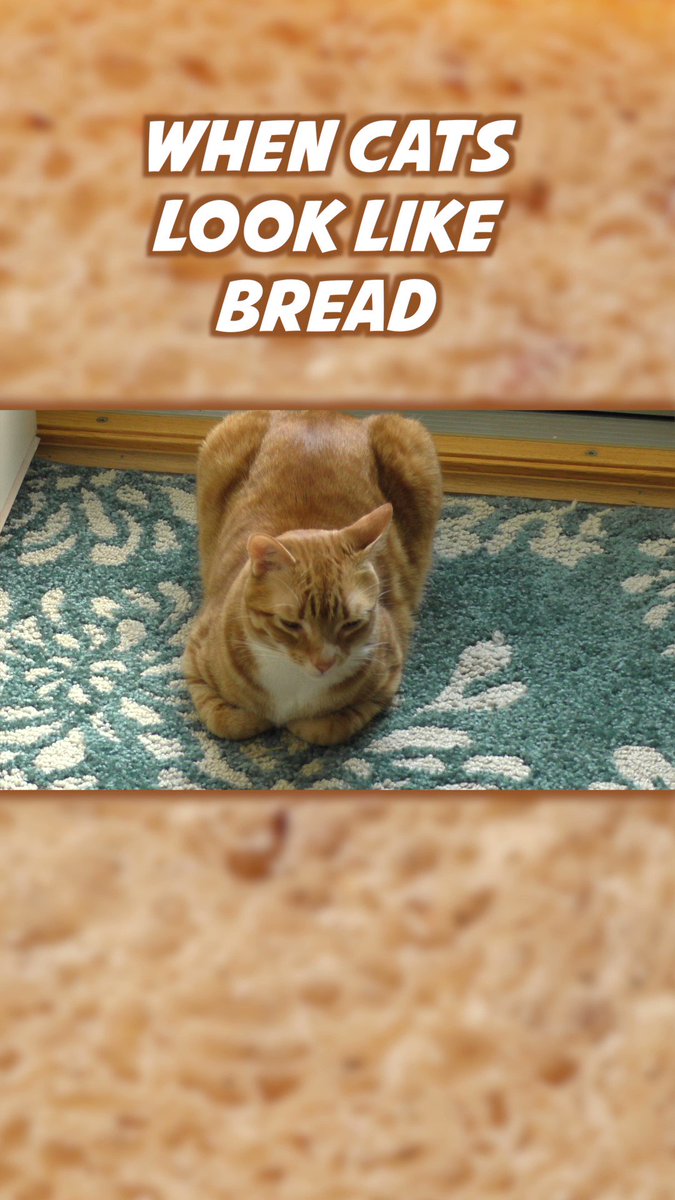 ColeTheBlackCat s video Tweet