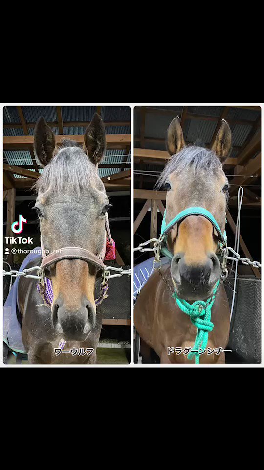ドラグーンシチー(1枚目)は既にお仕事デビューしており、会員様レッスン、体験乗馬、外乗にとオールマイティにこなしてくれてます👏👏
ワーウルフ(2枚目)はオーナー様とのレッスンでは速歩で練習しながら日々調整を行っております🍀

2頭とも元気に過ごしてます❣️  