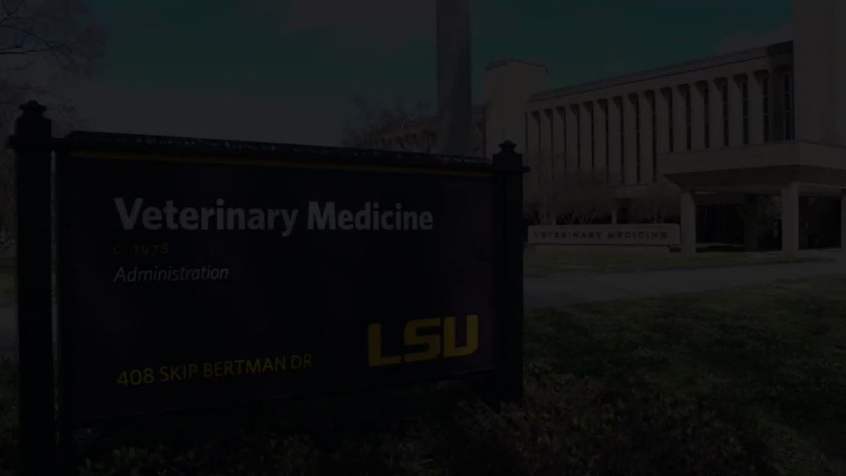 LSU Vet Med Dean (@lsuvetmeddean) / Twitter LSU Vet Med Dean (@lsuvetmeddean) / Twitter