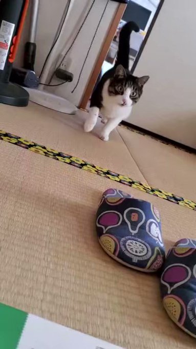猫』の評価や評判、感想など、みんなの反応を1時間ごとにまとめて紹介 ...