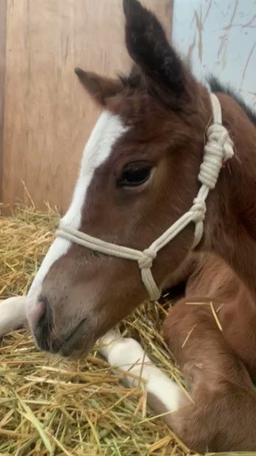 ピンクブロッサムちゃん😍可愛い子を産んだのね！ 