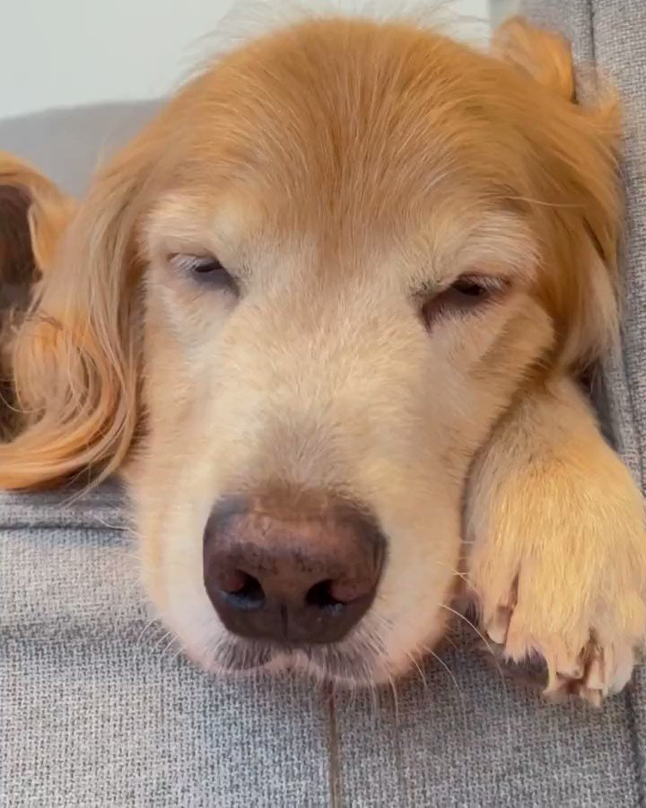 Sleeping time
#goldenretriever #dog #Puppies https://t.co/AizMkcUJbI