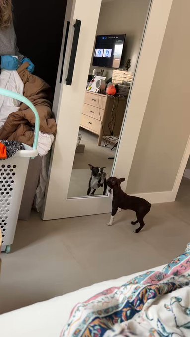 Anaya just found herself in the mirror! https://t.co/Tuh9dCcUu7