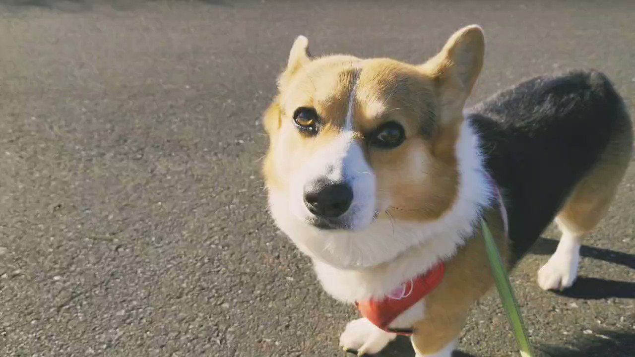 手乗りサイズのコーギーさん♪ 2N4eu0kM_200x200.jpg