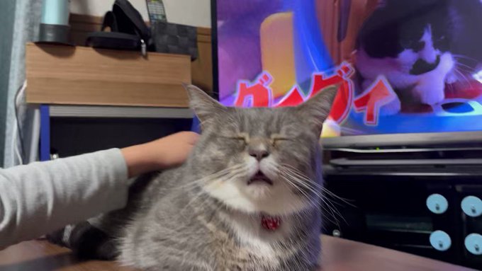 猫』の評価や評判、感想など、みんなの反応を1時間ごとにまとめて紹介 ...