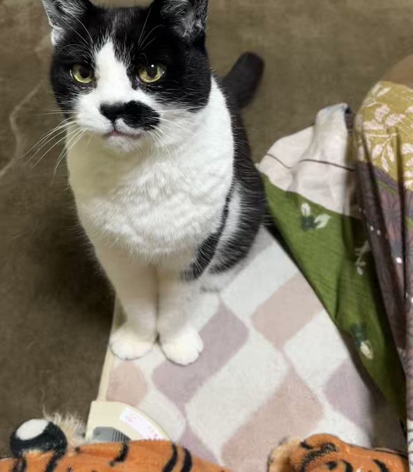 猫』の評価や評判、感想など、みんなの反応を1時間ごとにまとめて紹介 ...