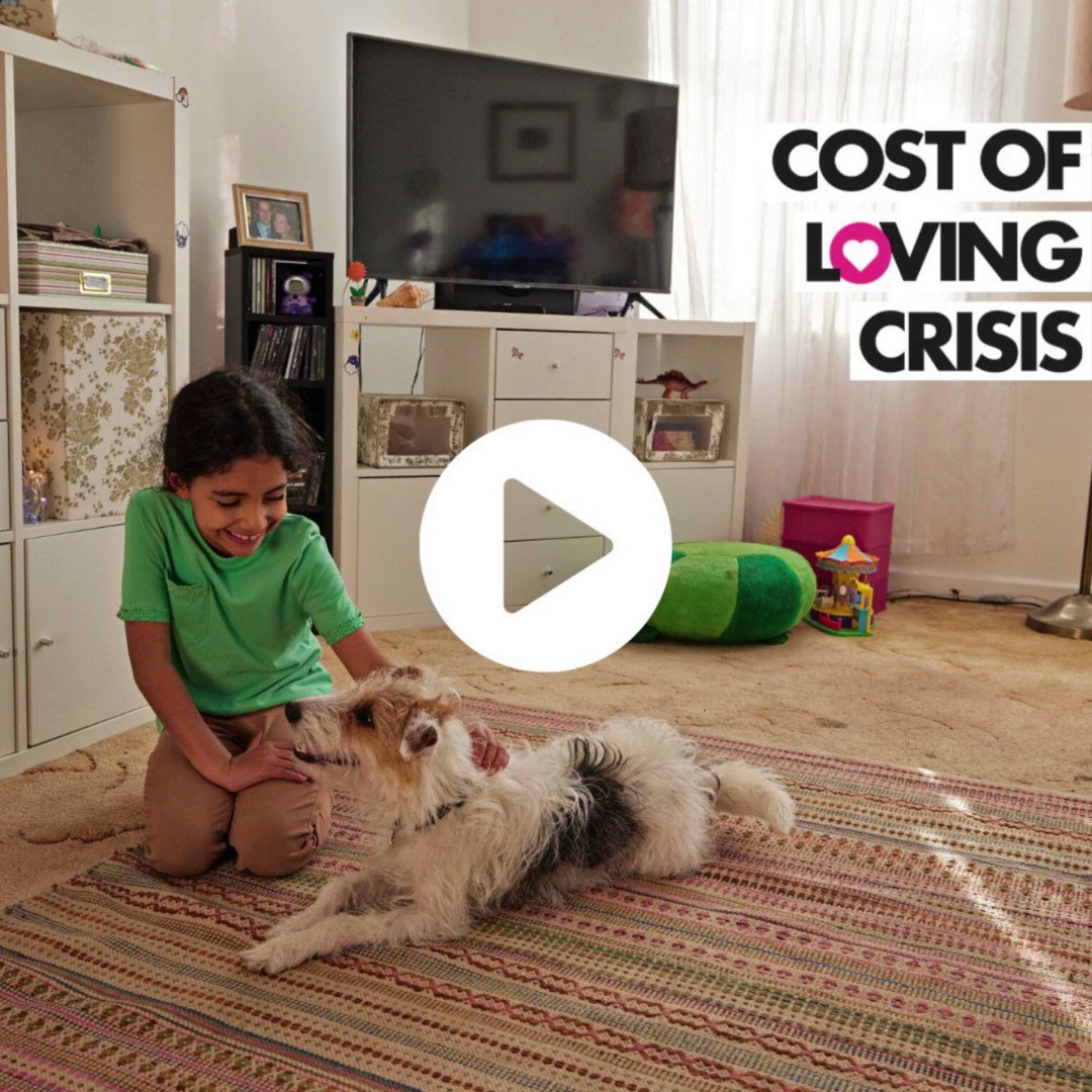 THE PEOPLE'S DISPENSARY FOR SICK ANIMALS | Charity Factsheet | Giving is Great THE PEOPLE'S DISPENSARY FOR SICK ANIMALS | Charity Factsheet | Giving is Great