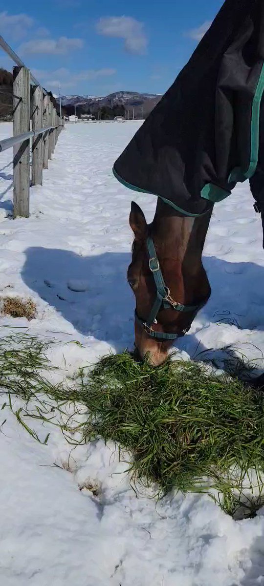 🐴#引退馬協会 #引退馬ネット
🐴#再就職支援プログラム
🐴#サポートホース

生牧草🌿のプレゼント、うれしいですね😊 つばめちゃん、ゲッケイジュさん、バイラーさん。この放牧地でもみんなで仲良くお食事😋
#ニットウイロンデル
#ヴィエントバイラー #渡辺牧場里親会 