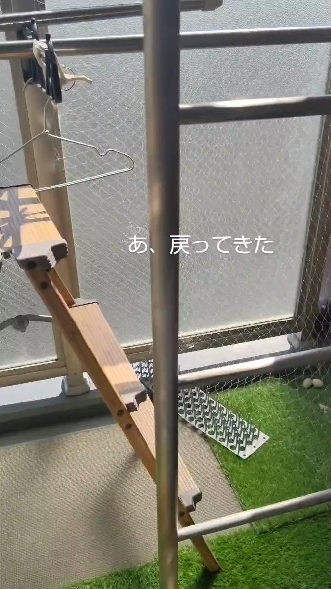 【完結】ベランダで鳩が卵を産んだ。鳥獣保護法により卵は撤去できないので観察することにした