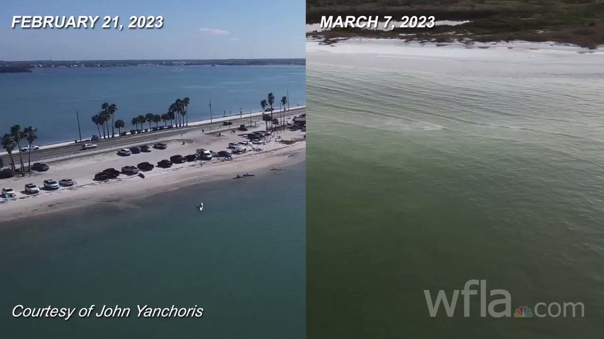 RED TIDE HITS HONEYMOON ISLAND This drone video taken by John