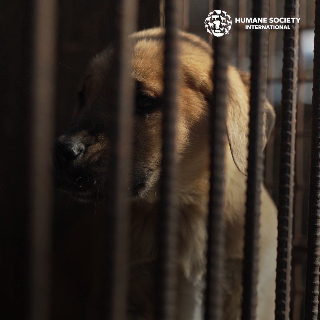 Humane Society International (@HSIGlobal) / Twitter Humane Society International (@HSIGlobal) / Twitter